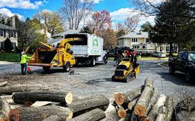 Best Lawn Disease Treatment  in Killen, AL