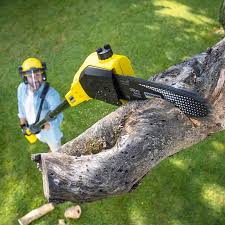 Best Storm Damage Tree Cleanup  in Killen, AL