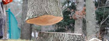 How Our Tree Care Process Works  in  Killen, AL