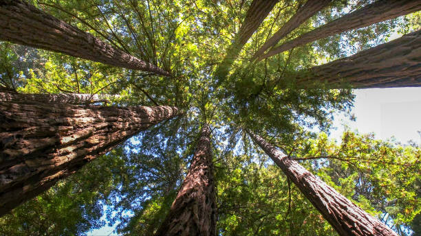 Best Tree Risk Assessment  in Killen, AL