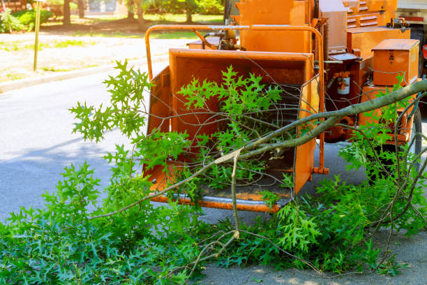 Best Lawn Mowing  in Killen, AL
