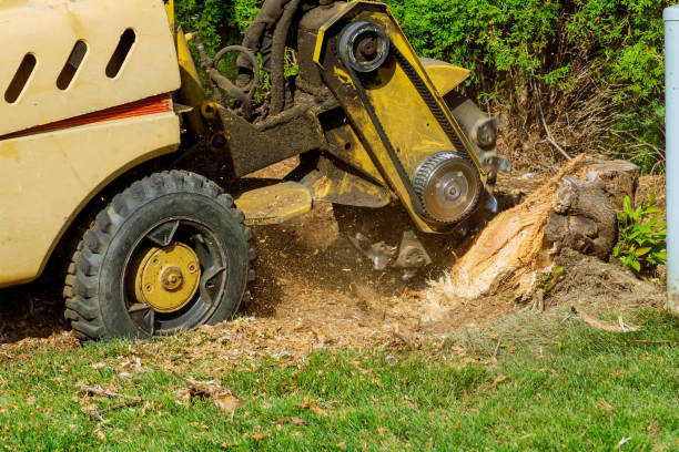 Best Lawn Grading and Leveling  in Killen, AL