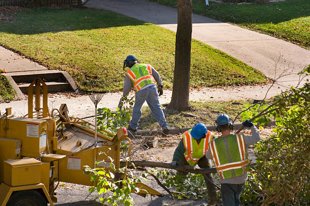 Best Tree Preservation Services  in Killen, AL