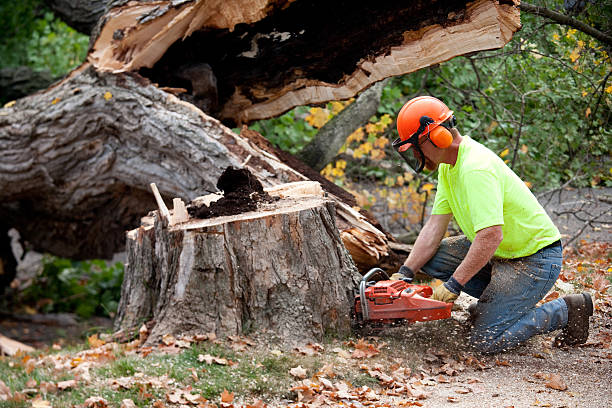 Best Aeration Services  in Killen, AL