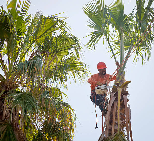 Best Tree Mulching  in Killen, AL