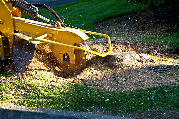 Best Grass Overseeding  in Killen, AL