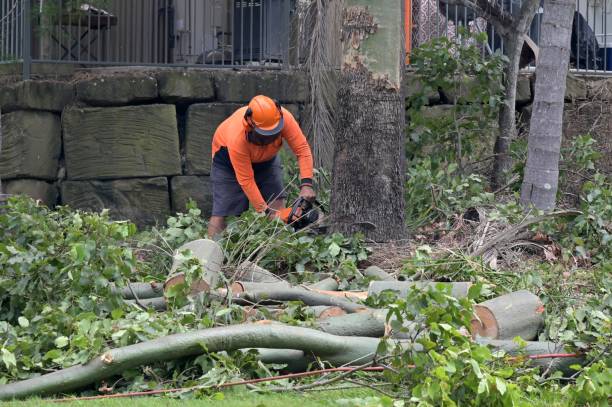 Best Tree Removal  in Killen, AL