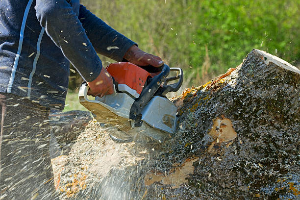 Lawn Renovation and Restoration in Killen, AL