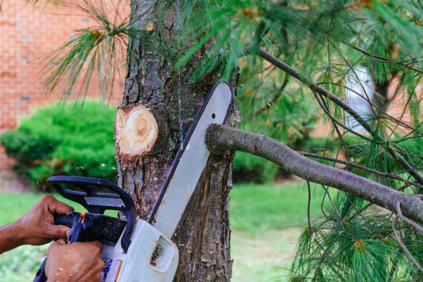 Reliable Killen, AL Tree Services Solutions